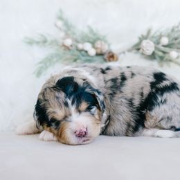 Gladys - female Australian Mountain Doodle puppy in Spanish Fork, Utah from K Brand Doodles