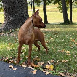 Miniature Pinscher All Grown Up from Valjalu’s Minianture Pinschers