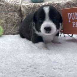Poe - Black and white male Cardigan Welsh Corgi puppy in Crystal River, Florida from Coopers Korner