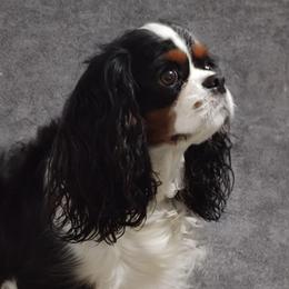 Ember - Cavalier King Charles Spaniel