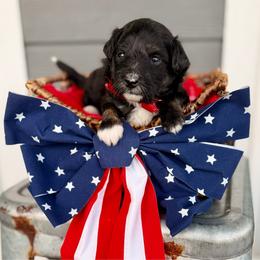 Grey collar toy - Black tri-color male Aussiedoodle puppy in 32046, Florida from River Hill Ranch