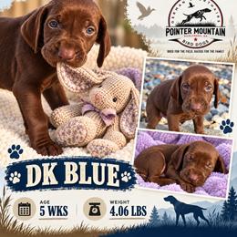 Dk blue - Liver male German Shorthaired Pointer puppy in Dahlonega, Georgia from Pointer Mountain Bird Dogs