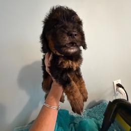 Firecracker - Phantom male Goldendoodle puppy in Longs, South Carolina from Mermaids Lair Doodles