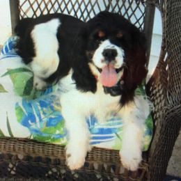Cocker Spaniels from Country Cockers
