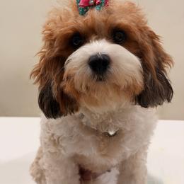 Churri - Cavapoo