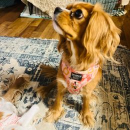 Maizey - Cavalier King Charles Spaniel