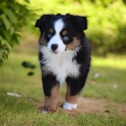 Lysse - Black tri female Toy Australian Shepherd puppy in Anson, Texas from Diamond Bar N Ranch