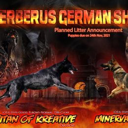 German Shepherd All Grown Up from Cerberus German Shepherds