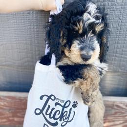 Assorted Doodle Crosses, Bernedoodles, and Poodles from Lucky Day Doodles