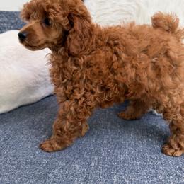 Boy one - Red  male Poodle puppy in Kissimmee, Florida from Anna's Puppy Tales