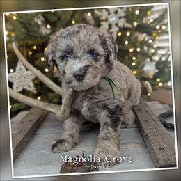 Sugar Pine - Green Collar - female Australian Mountain Doodle puppy in Oxford, Alabama from Magnolia Grove Doodles
