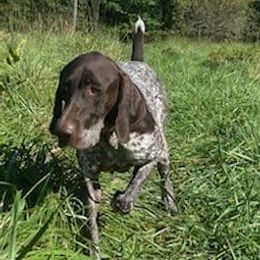 German Shorthaired Pointers from Wind River's Kennel