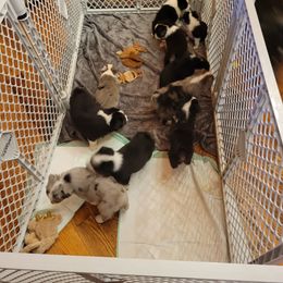Miniature Australian Shepherd Puppies from TC Farms Stock Dogs
