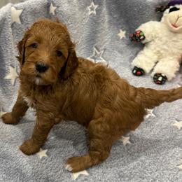 Scooby - Red  male Goldendoodle puppy in Maricopa, Arizona from AZ Designer Goldendoodles