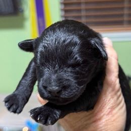 Boy 5 - Black male Portuguese Water Dog puppy in California from Lukos Portuguese Water Dogs