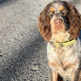 English Springer Spaniels from Cove Acres Springers