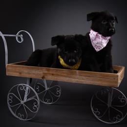 German Shepherd Puppies from Barenstadt Kennels