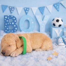 Sprite - Cream male Goldendoodle puppy in Houston, Texas from Were The Mack'Doodles