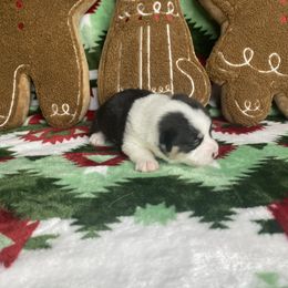 Girl 2 - Black and tan female Pembroke Welsh Corgi puppy in Rosharon, Texas from Morning Glory Corgis