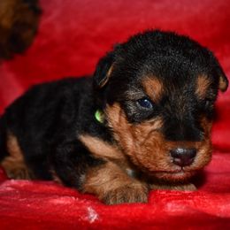 Klondike - Black and tan male Welsh Terrier puppy in Draper, Virginia from Shady Oaks WFT