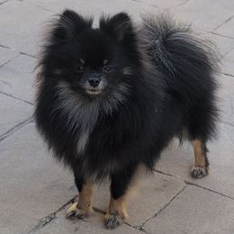 Freya - Black and tan female Pomeranian puppy in Coral Springs, Florida from PinkPawPomeranians