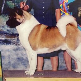Brew - Akita