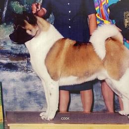 Brew - Akita