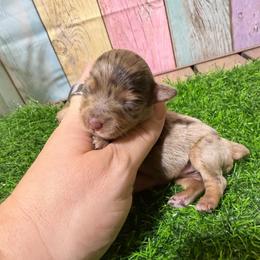Hazel - Liver female Miniature Schnauzer puppy in Lufkin, Texas from C&K’s Schnauzer House