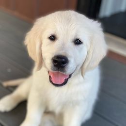 Golden Retriever Puppies from Smokey Mountain English Goldens