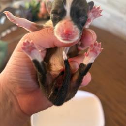 Red female 2 - Red female Pembroke Welsh Corgi puppy in Chubbuck, Idaho from Sunny J Corgis and Mini Americans