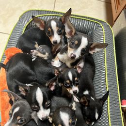 Chihuahua Puppies from Chihuahua Mama
