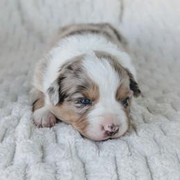 Girl 1 - Red merle female Australian Shepherd puppy in Yakima, Washington from Naches Heights Ranch