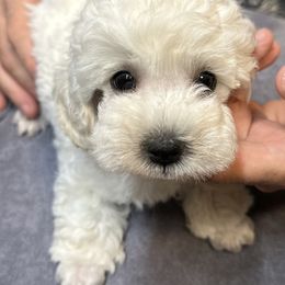 CH Sired DNA Tested Lines Bruce - White male Poodle puppy in Jacksonville, Alabama from Abounding Poodles