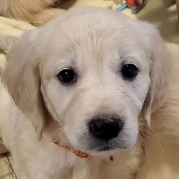Gala from the Apple of My Eye Litter, girl - Light golden female Golden Retriever puppy in Fithian, Illinois from LOMAH Retrievers