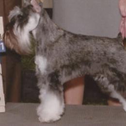 Miniature Schnauzers from Lakeside Schnauzers