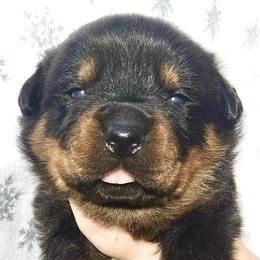 Blue - Black and mahogany male Rottweiler puppy in Waverly Hall, Georgia from Dragonflytkennels