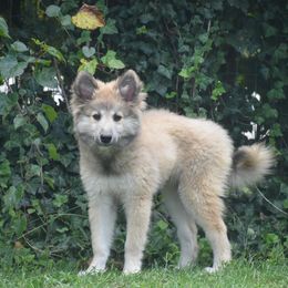 Aelin - female Nenets Herding Laika puppy in Manns Choice, Pennsylvania from Mystic Winds Kennel