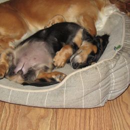 Dachshund All Grown Up from Desert Sunset Dachshunds