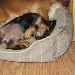 Dachshund All Grown Up from Desert Sunset Dachshunds