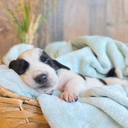 Twobit - Black and white male Basset Hound puppy in Valley, Washington from Peaceful Valley Paws