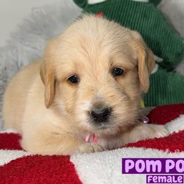Pompom - Red female Labradoodle puppy in Beecher, Illinois from Erica’s Doodles