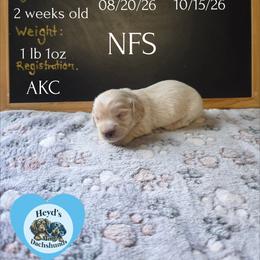 Zeus - Cream male Dachshund puppy in Hoquiam, Washington from Heyd's Mini Dachshunds