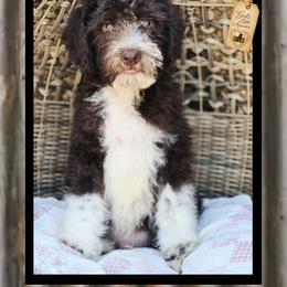 Logan - Price 1850 - Brown and white male Aussiedoodle puppy in Ennis, Texas from God’s Little Aussies