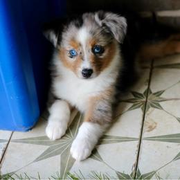 Blue Bell - Blue merle male Miniature Australian Shepherd puppy in Liberty Hill, Texas from Stone & Sage ATX Toy & Mini Aussies