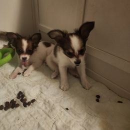 Papillon Puppies from Rene's Papillon