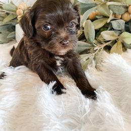 Cavapoo and Havapoo Puppies from Perfectly Playful Doodles
