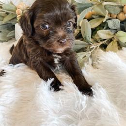 Cavapoo and Havapoo Puppies from Perfectly Playful Doodles