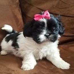 Shih Tzus and Yorkshire Terriers from Cotten's Yorkies & Shih Tzus