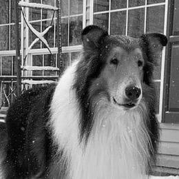 Malachi - Collie