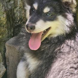 Pomsky Puppies from VooDoux Farms